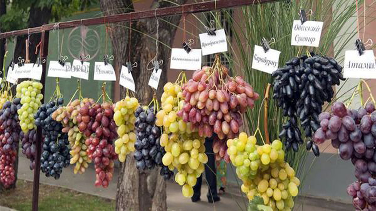تولید ۳۰ رقم انگور جدید در خراسان شمالی