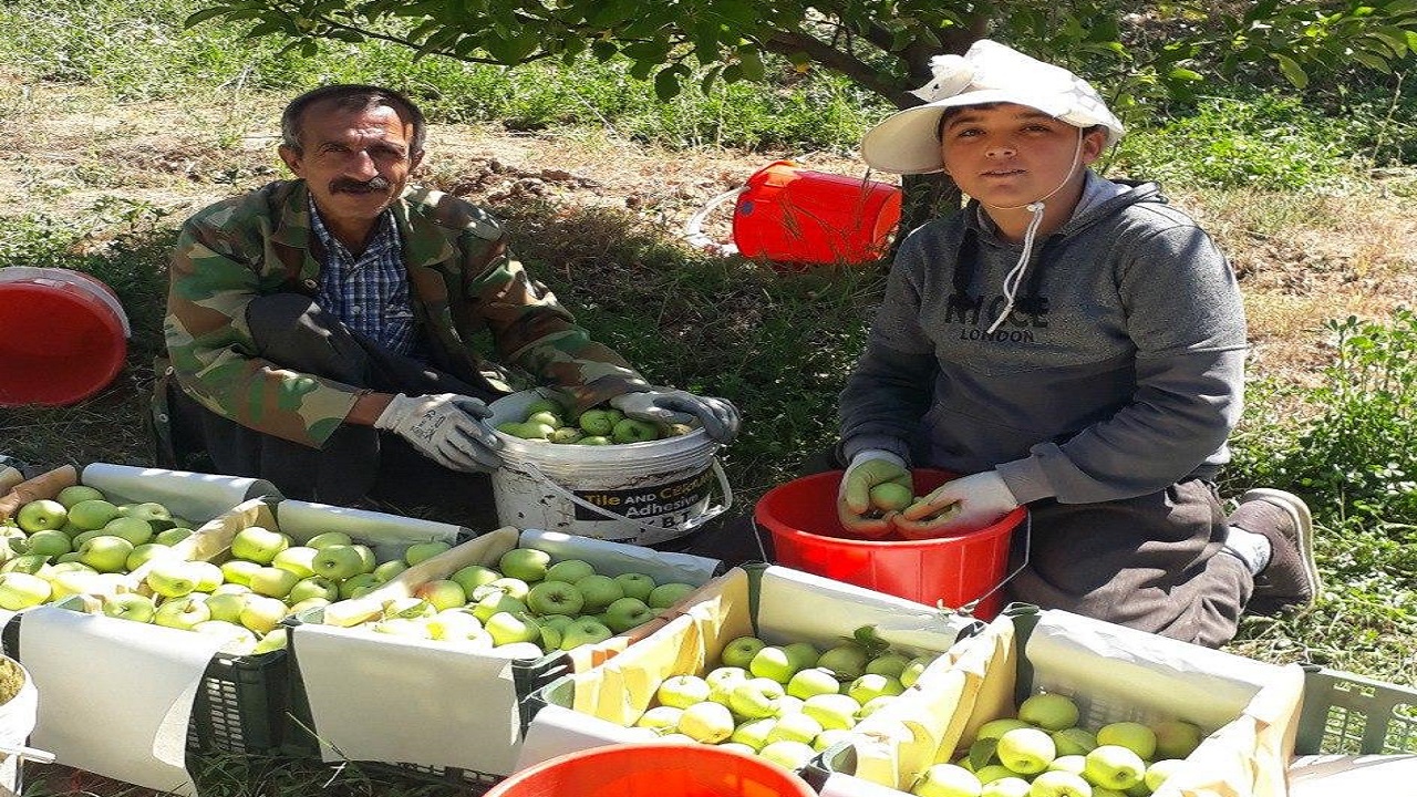 برداشت سیب از باغ‌های روستای حسن‌آباد + تصاویر