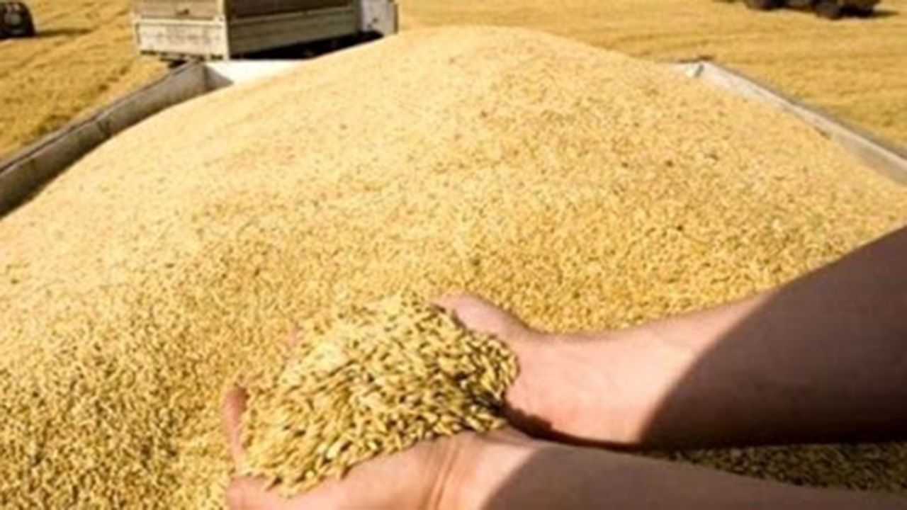 پرونده خرید گندم در لارستان با ۷۷ هزار تن بسته شد