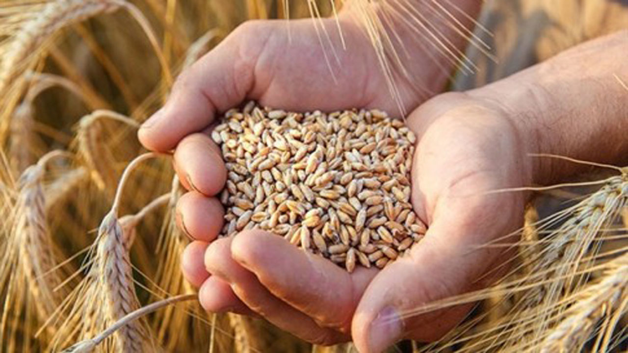 ۵۰ هزار هکتار از اراضی کشاورزی مهاباد به کشت گندم اختصاص یافت