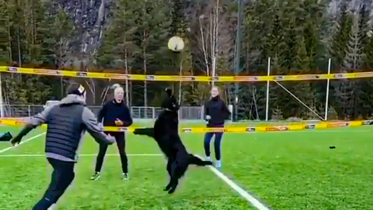 والیبال بازی کردن دیدنی یک سگ + فیلم