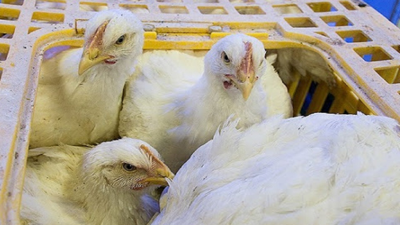کشف بیش از ۵ تن مرغ زنده قاچاق در ابهر