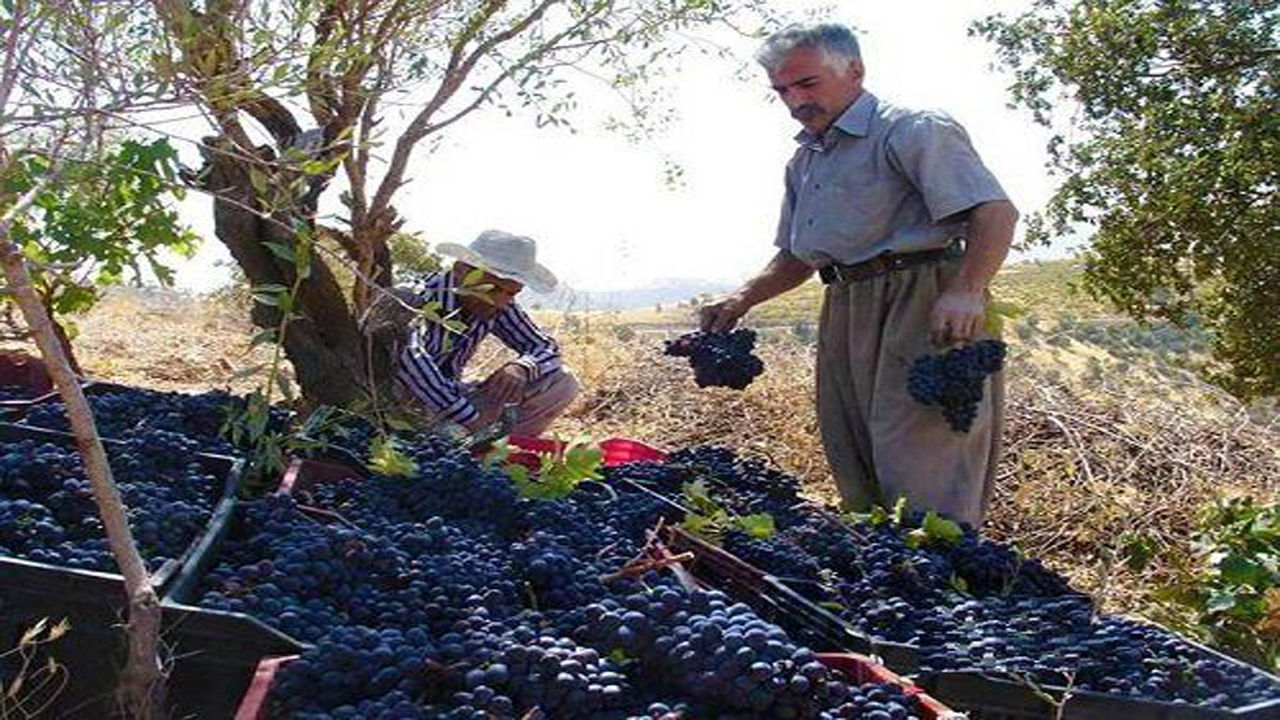 برداشت بیش از ۳ هزار و ۸۰۰ تن انگور در مهاباد