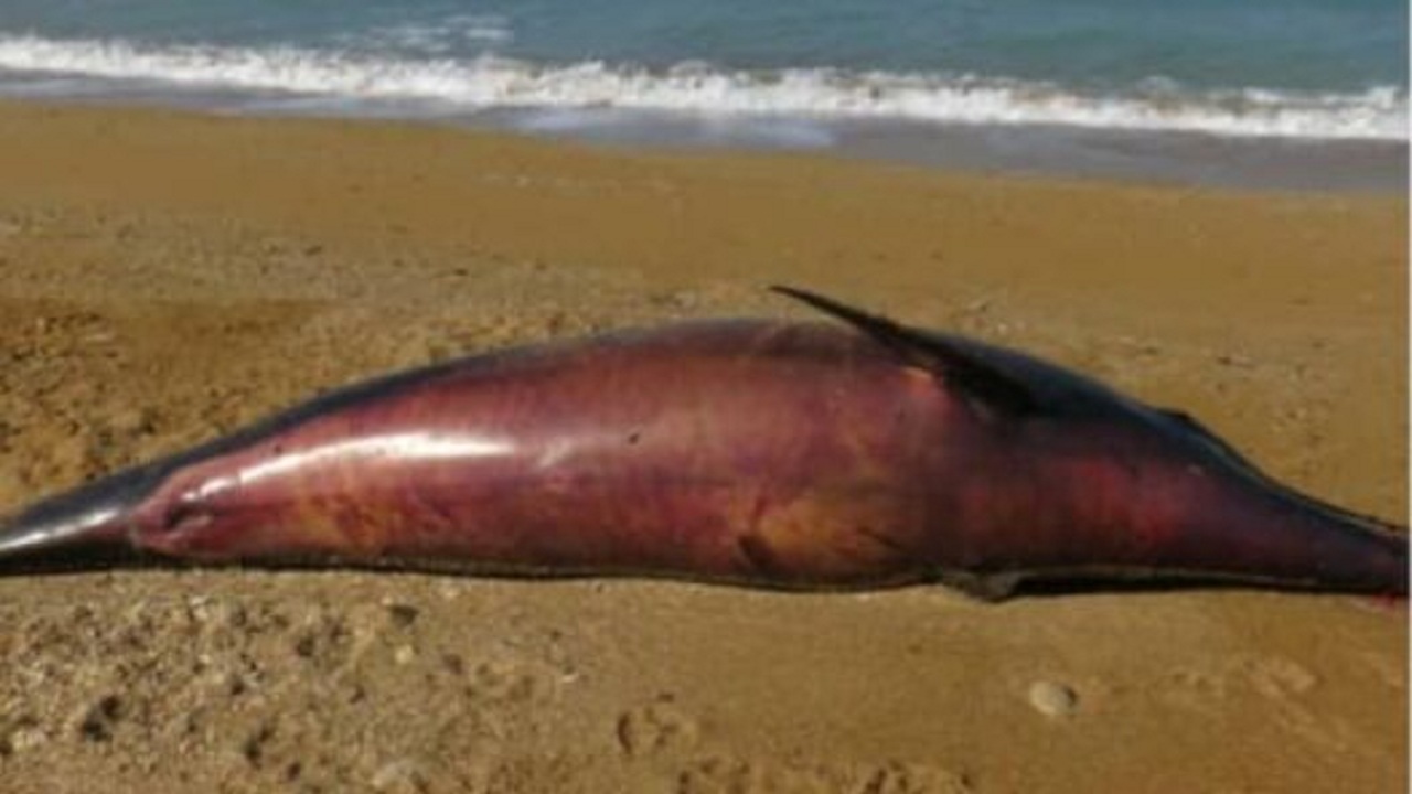 علت به گل نشستن لاشه دلفین در تنگستان در دست بررسی است