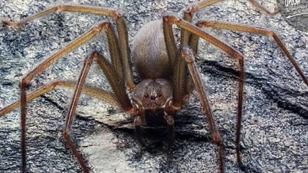 قاچاق عجیب ۱۱۹ عنکبوت خبرساز شد + عکس