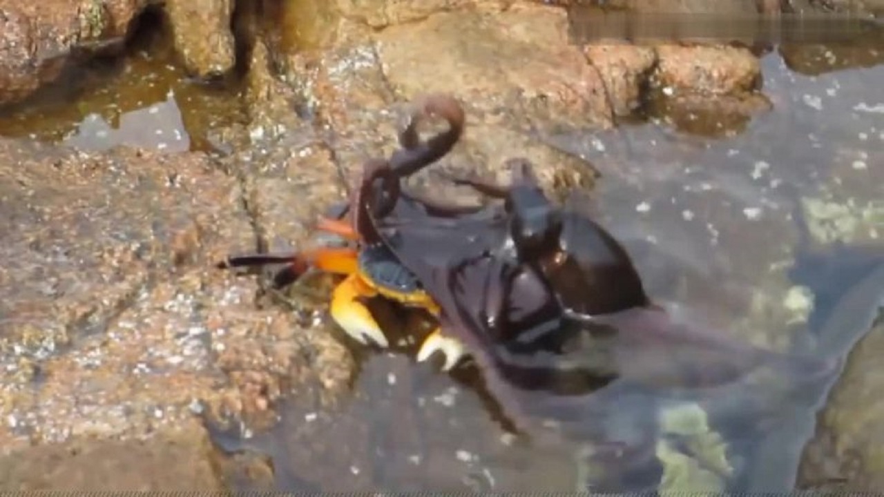 شکار شدن یک خرچنگ توسط اختاپوس ! + فیلم