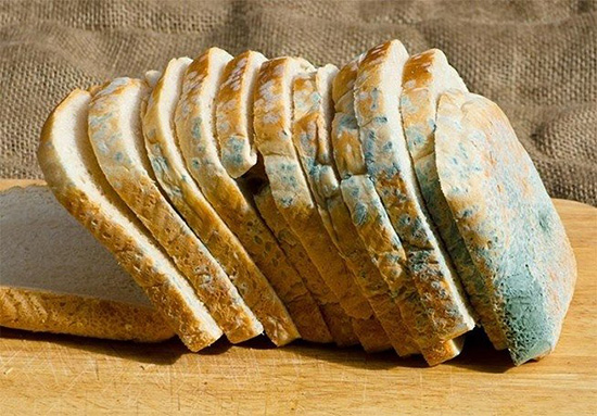 فواید نان کپک زده برای سلامتی