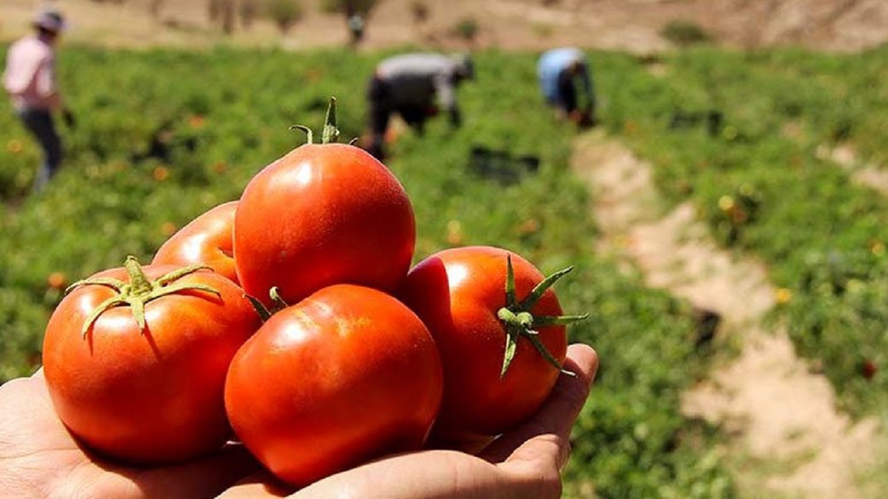 ناقوس گرانی گوجه به صدا در آمد/ کشاورزان یا فروشندگان، پای چه کسانی در میان است؟