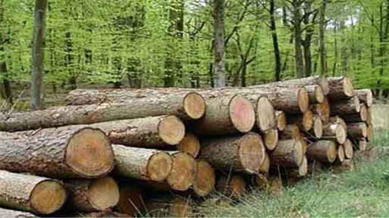 کشف ۱۹ تن چوب آلات جنگلی قاچاق در نور