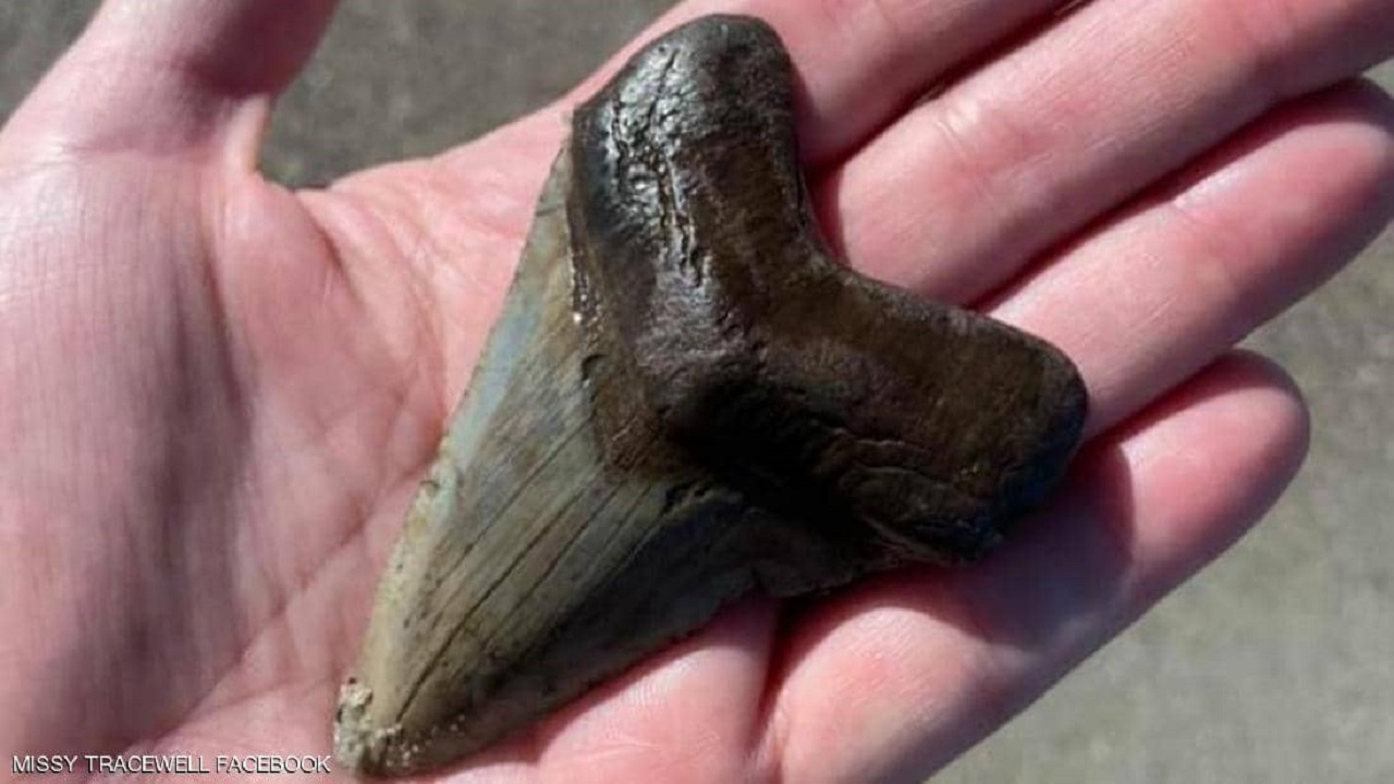 پیدا شدن دندانی عظیم الجثه در ساحل