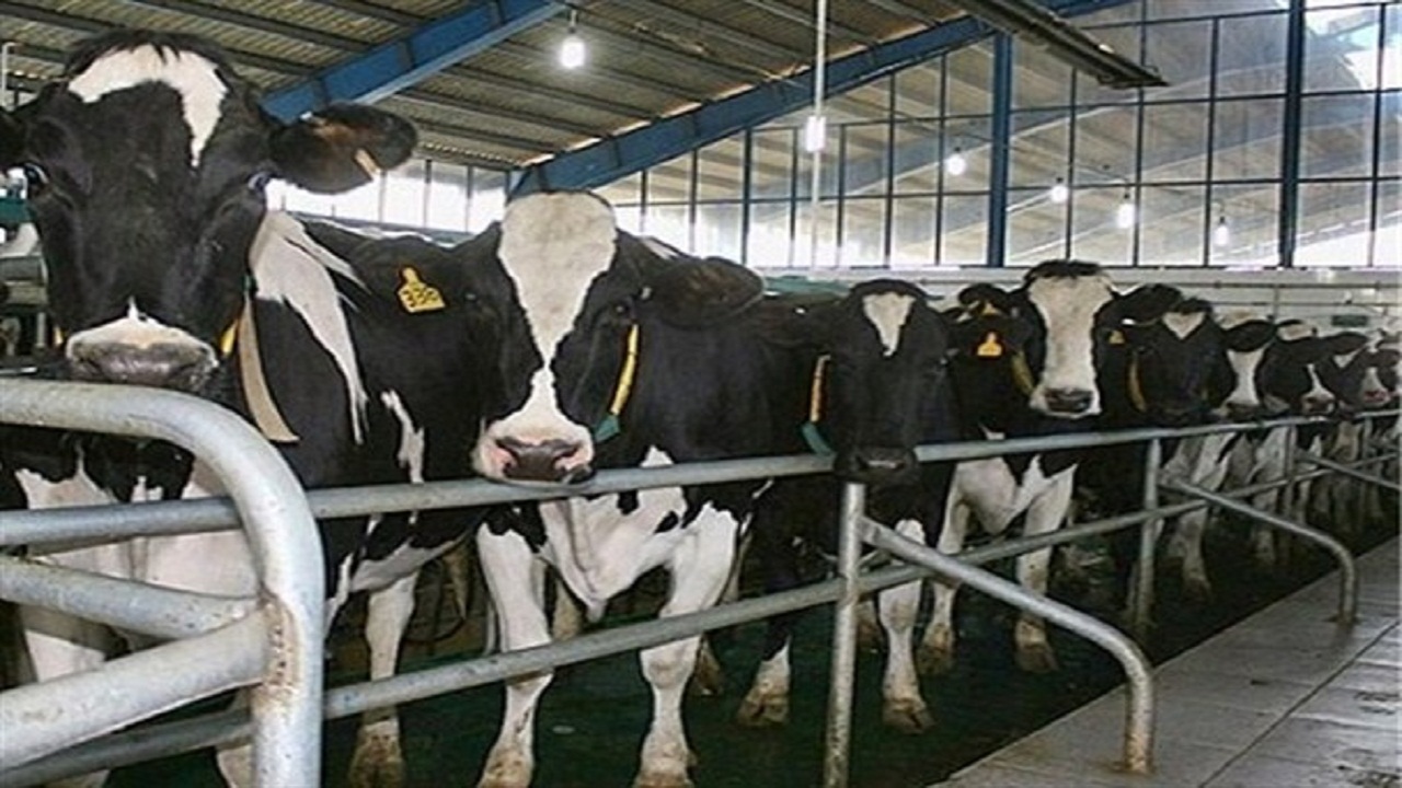 راه اندازی گاوداری ۶ هزار راسی شیری در آرادان
