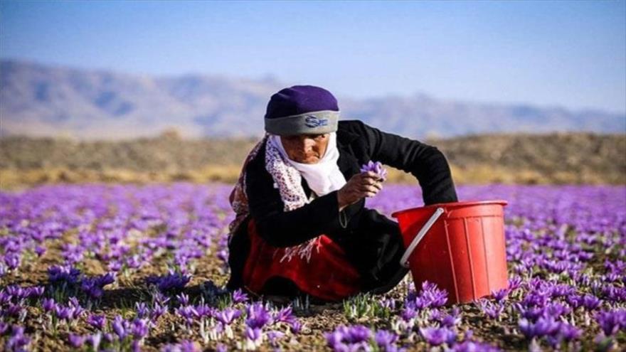 قدرت دلال بیشتر از شورای ملی زعفران/ قیمت خرید گل زعفران ازکیلویی ۸۰ هزار تومان به ۱۵۰ هزار تومان رسید