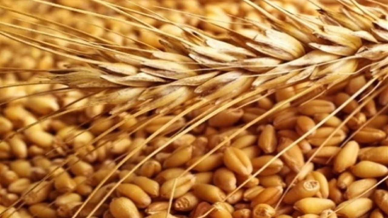 توزیع ۲۰ تن بذر اصلاح شده گندم وجو در شهرستان در میان