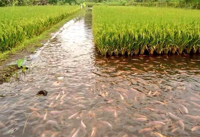 چرا در تایلند ماهی کپور را در کشتزار برنج پرورش می‌دهند؟