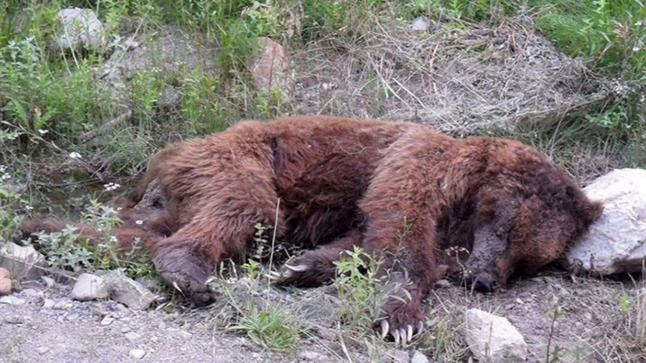 کشف لاشه یک قلاده خرس قهوه‌ای در چهارمحال و بختیاری