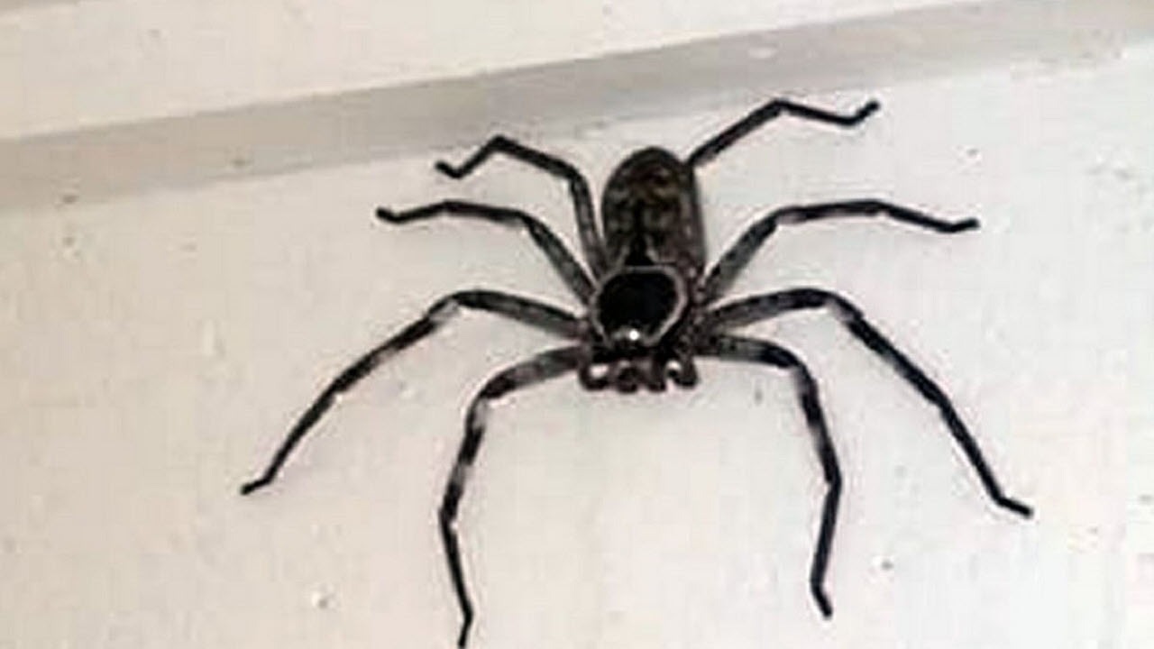 همزیستی مرد استرالیایی با عنکبوت خرچنگی