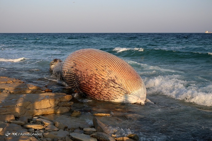 مرگ دومین نهنگ به گل نشسته در ساحل کیش + فیلم