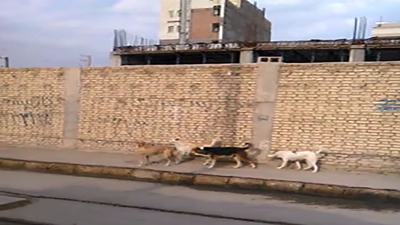 جولان سگ‌های ولگرد در خیابان‌های آبادان + فیلم