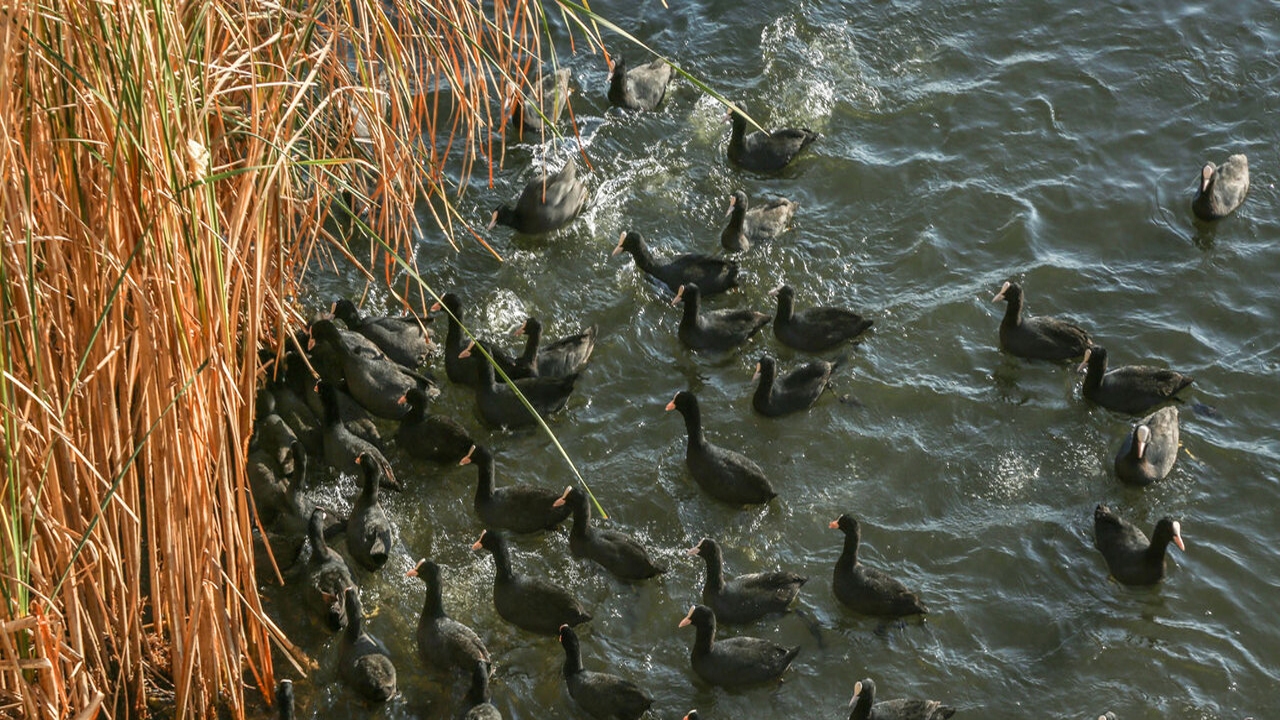 زیستگاه‌های آبی کردستان میزبان بیش از پنج هزار پرنده مهاجر است