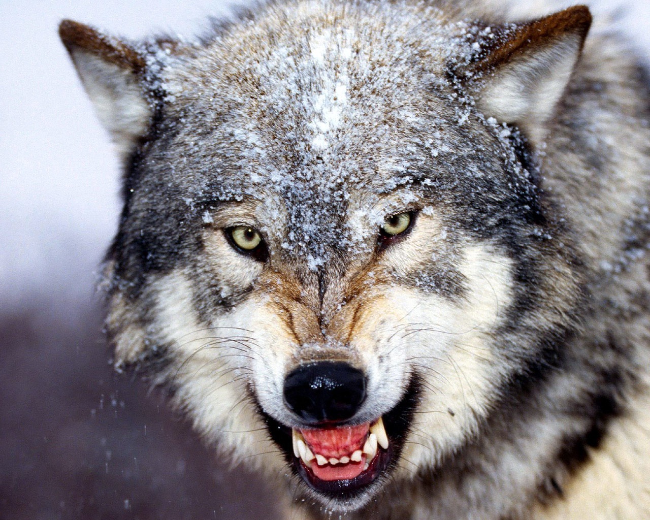 روستائیان زنجانی خطر حمله گرگ را در فصل سرما جدی بگیرند