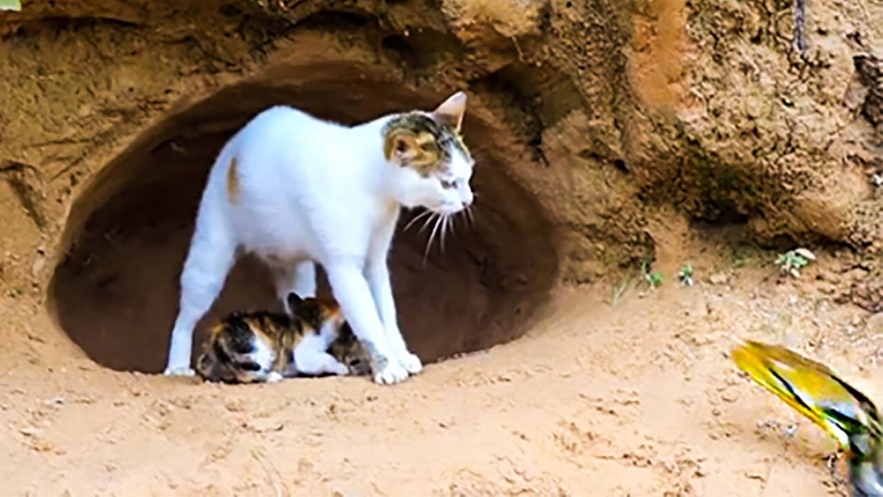 نجات گربه و بچه‌هایش از هجوم مار غول پیکر توسط دو پسر شجاع + فیلم