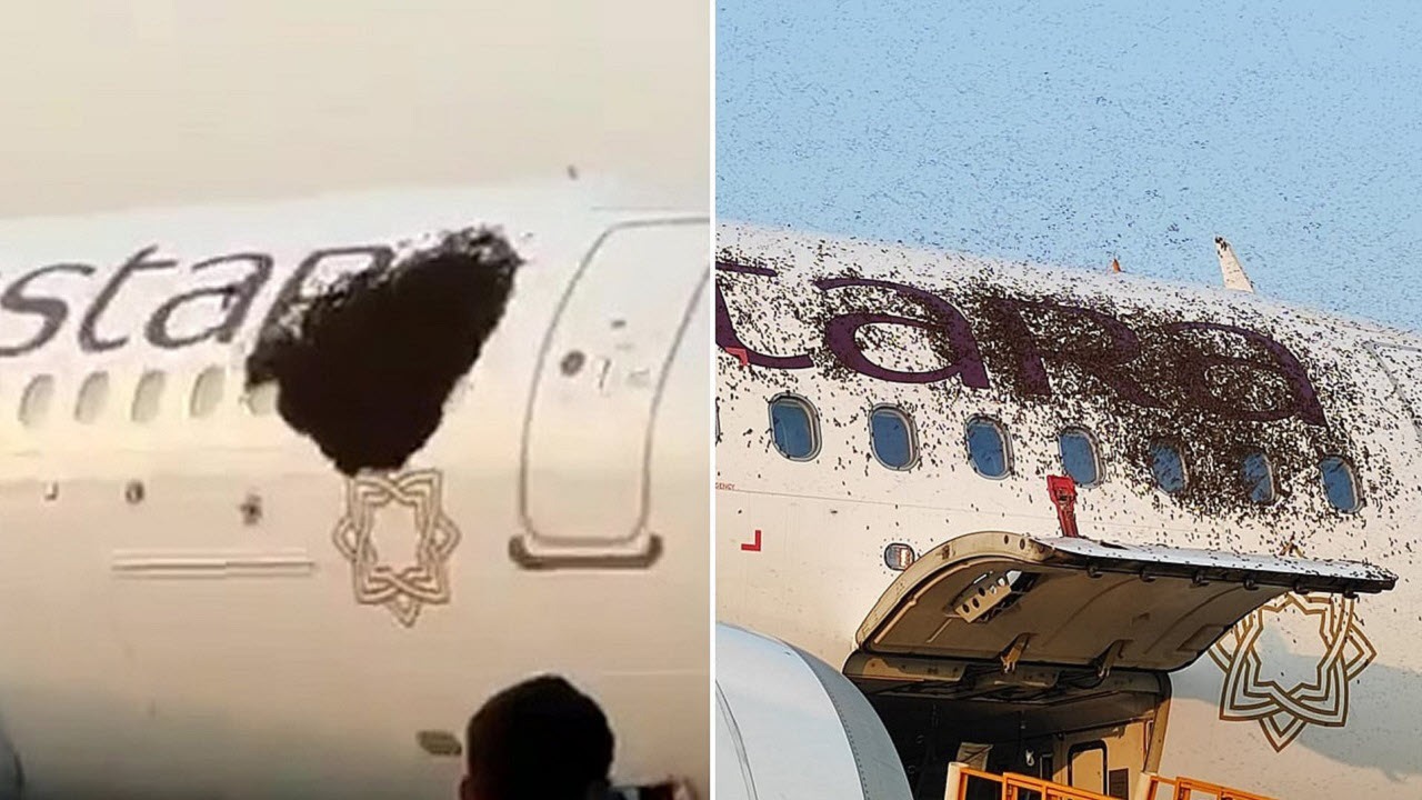 هجوم زنبورها به دو هواپیما در فرودگاه