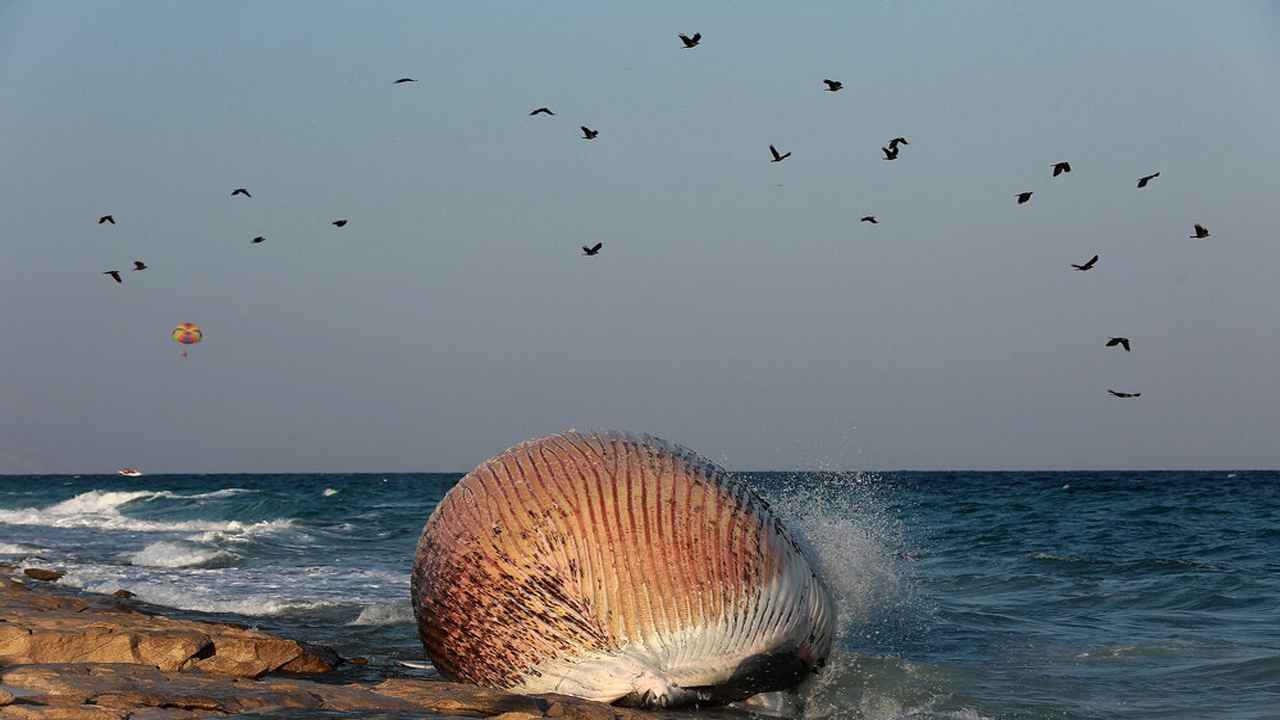 اسکلت نهنگ دفن شده در ساحل سیمرغ به موزه محیط زیست کیش منتقل می‌شود