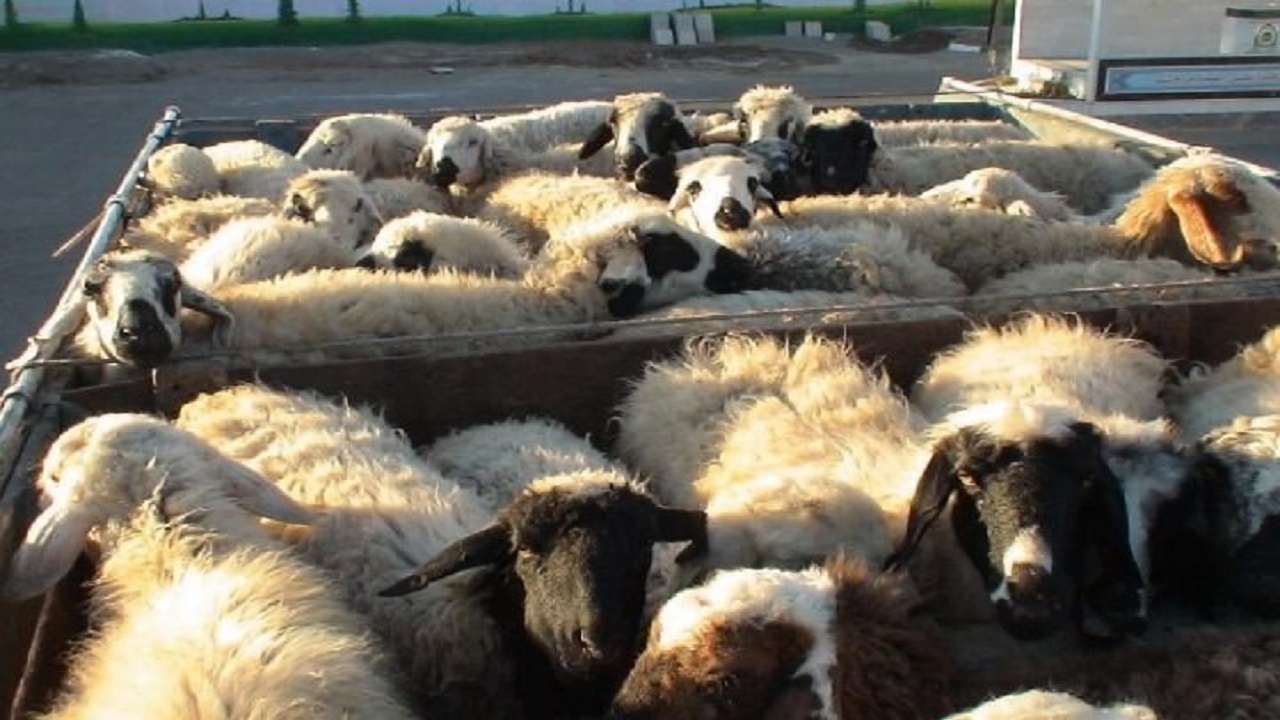 کشف ۴۲ رأس گوسفند قاچاق در بشرویه