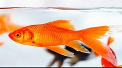 باشگاه خبرنگاران -صید ماهی قرمز غول‌پیکر در دریاچه کارولینای جنوبی+ عکس