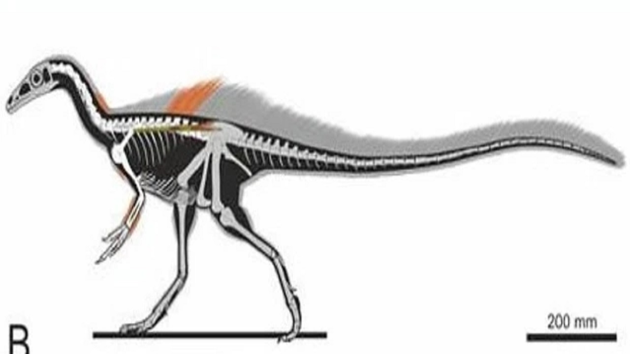 شناسایی دایناسور ۱۱۰ میلیون ساله به ابعاد مرغ در برزیل+ عکس