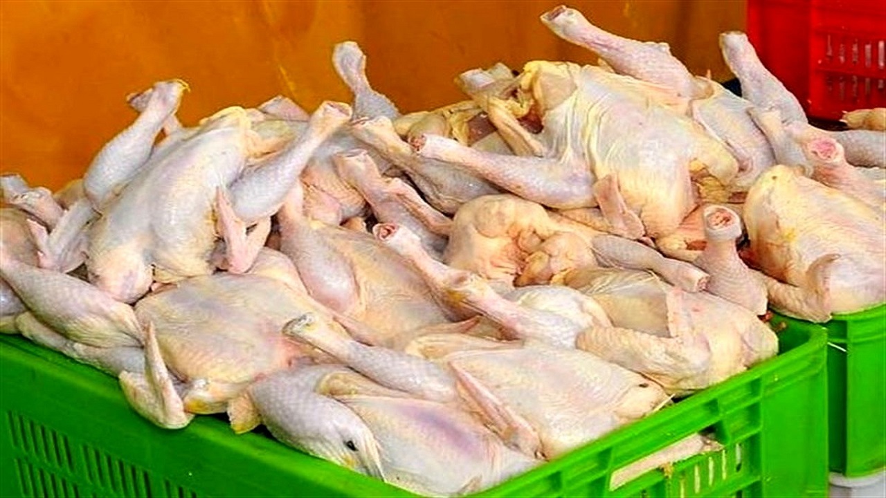 قیمت مرغ همچنان در کانال گرانی