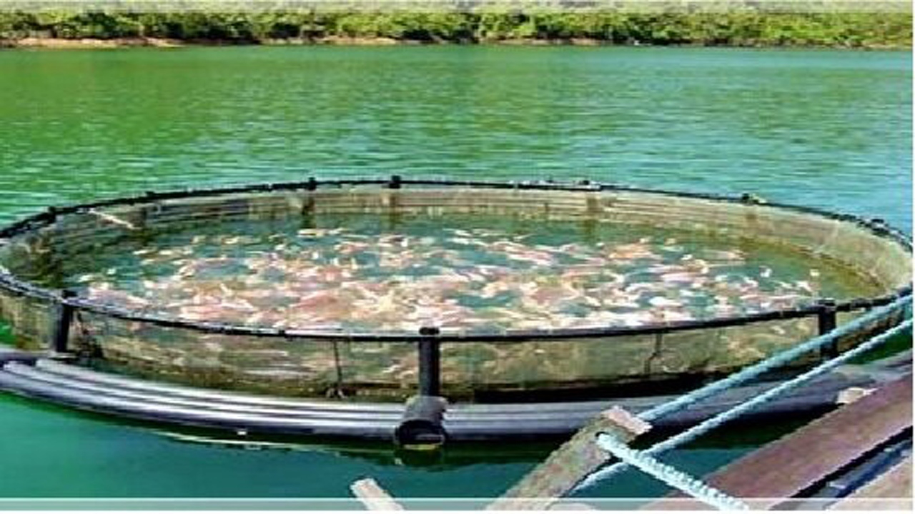 طرح پرورش ماهی در قفس در سد رازوجرگلان  اجرایی می‌شود