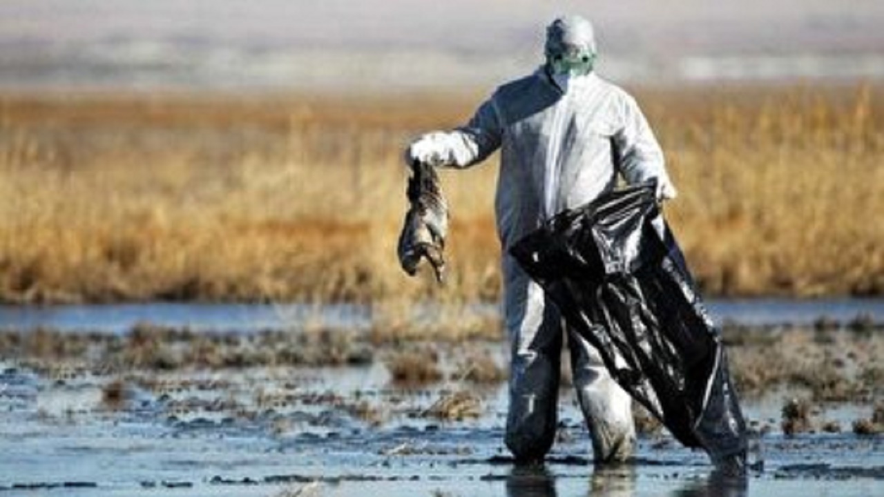 تایید آنفلوانزای فوق حاد پرندگان در مازندران