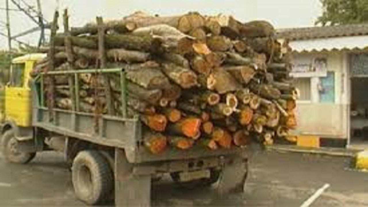 جریمه ۲۰ میلیون تومانی برای قاچاقچی چوب در فردوس
