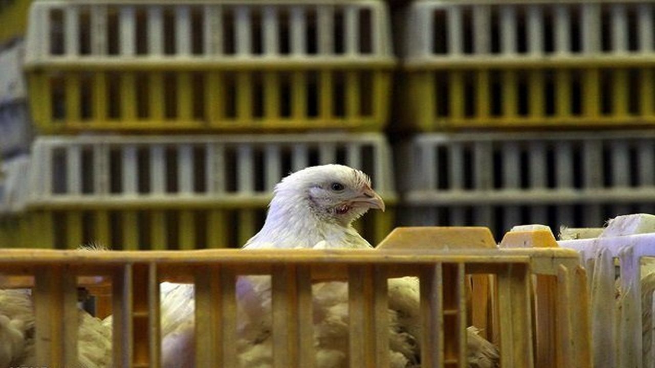 کشف ۱۴ تن مرغ زنده خارج از شبکه توزیع در بدره