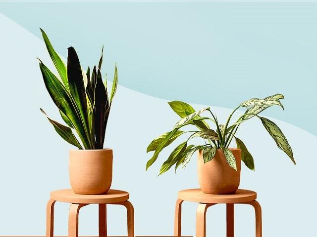 آشنایی با انواع گیاهان آپارتمانی مناسب برای فضای داخلی خانه