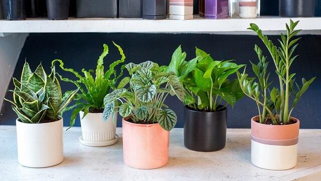 آشنایی با انواع گیاهان آپارتمانی مناسب برای فضای داخلی خانه