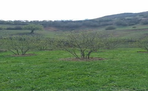 زیبایی شکوفه های بهاری در اشکورات رودسر