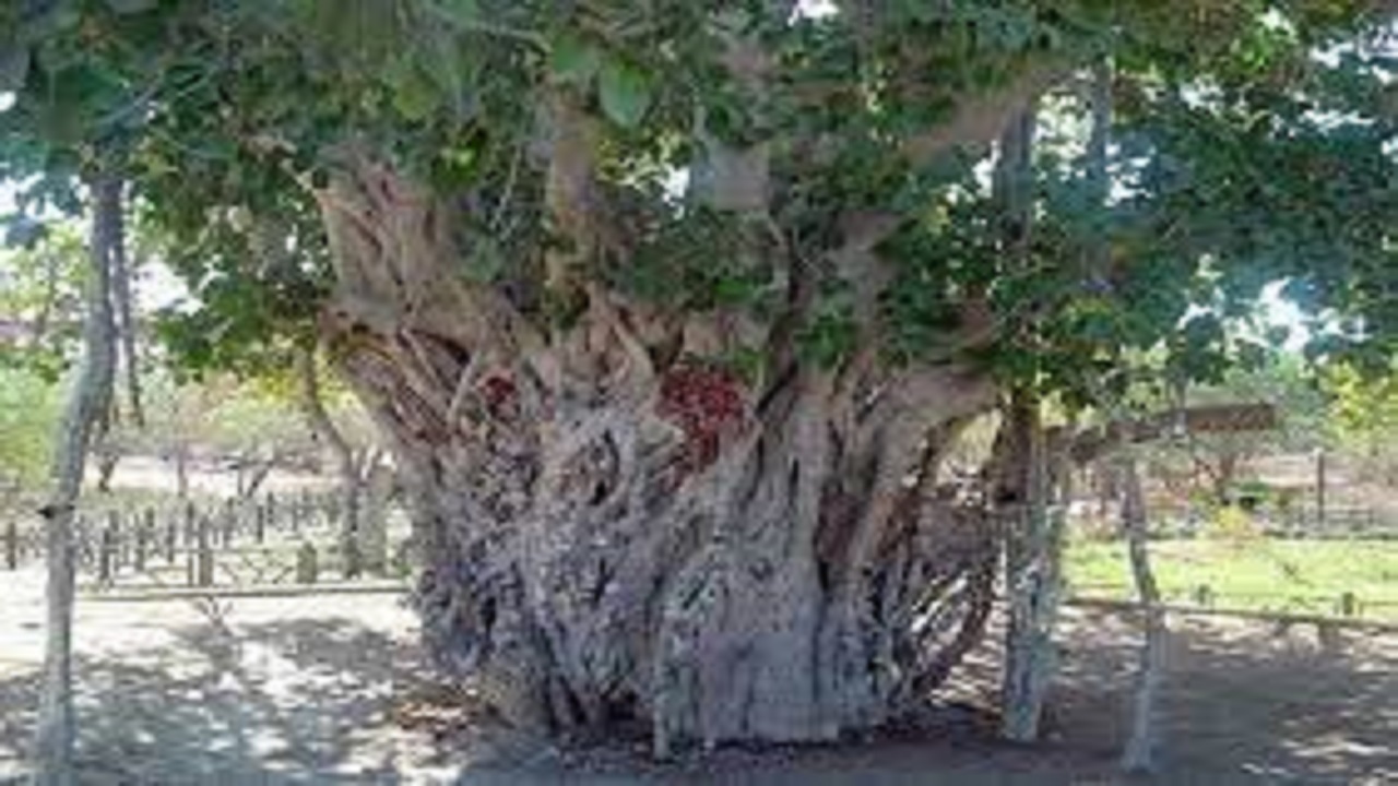 نگهداری از درخت بومی جنگل‌های ایران در باغ گیاه شناسی وین (اتریش)