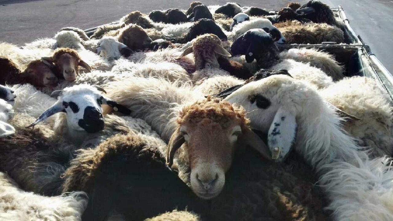 کشف ۲۷۵ راس گوسفند قاچاق در بندرعباس