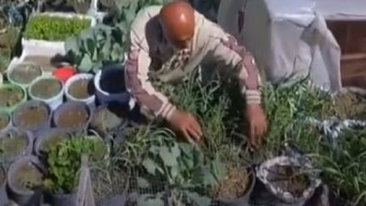 پیرمرد فلسطینی برای امرار معاش، سقف خانه‌اش را به باغچه تبدیل کرد + تصاویر