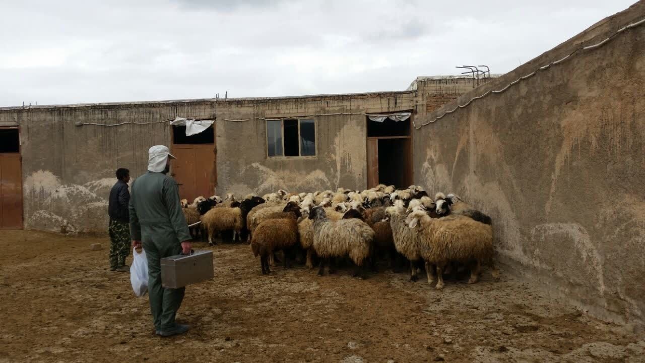 اجرای طرح اصلاح نژاد گوسفند بومی به نژاد رومانف در شهرکرد
