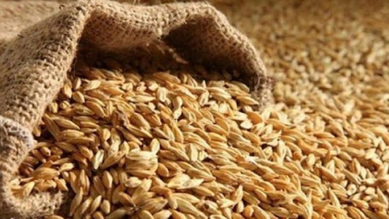 پیش بینی خرید ۹۵ هزار تن گندم در استان سمنان