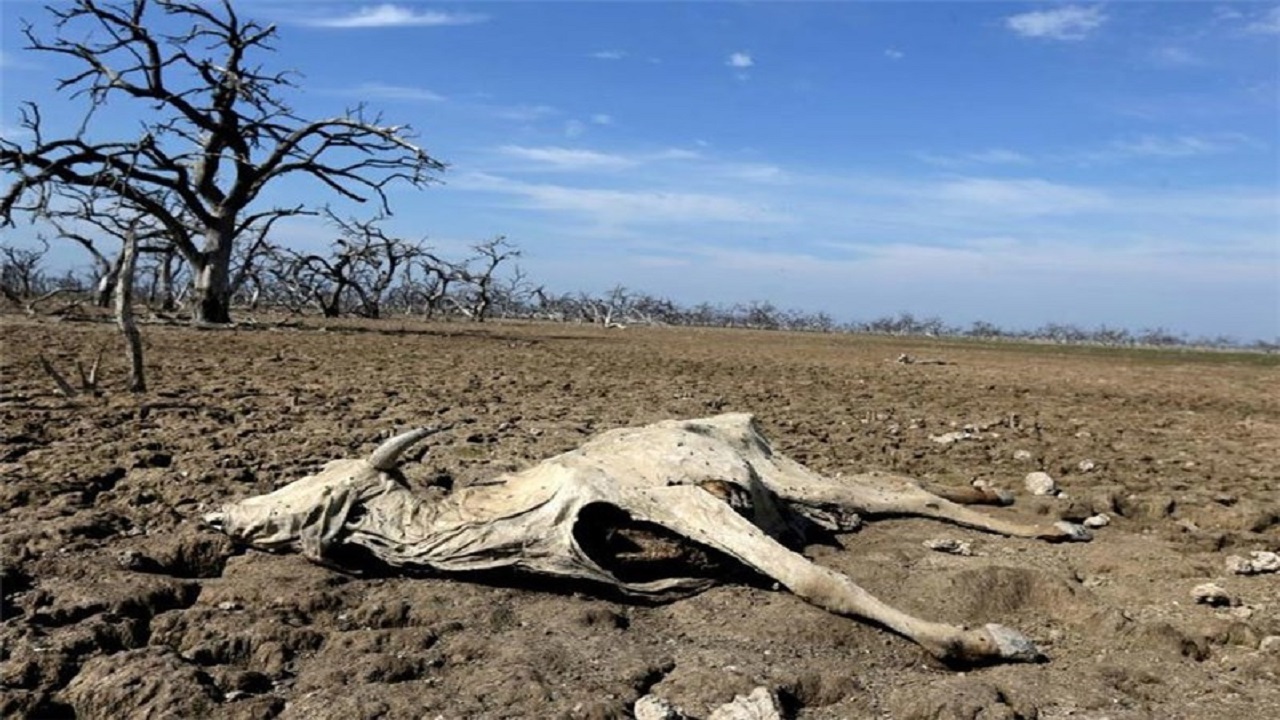 خشکسالی امید عشایر را خشکاند / ۳۰۰ میلیارد تومان خسارت تنها در ۶ ماه!