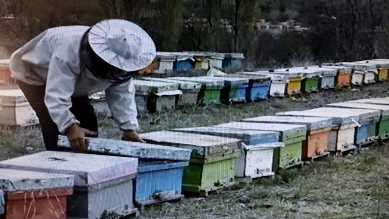 استقراربیش از ۴۵۰ هزار کندوی زنبور عسل برای تولید عسل مرغوب