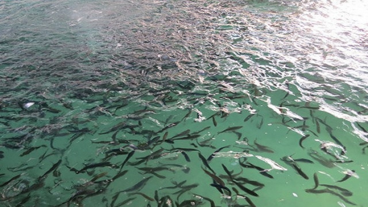 یک تیر و دو نشان استخر‌های آب کشاورزی/ هم پرورش ماهی، هم آبیاری مفید