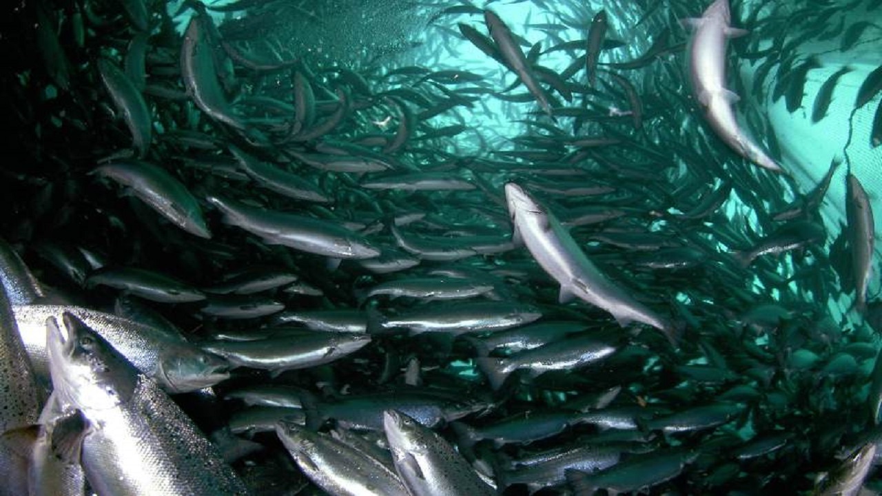 تولید بیش از هزار تن ماهی در واحد‌های پرورشی