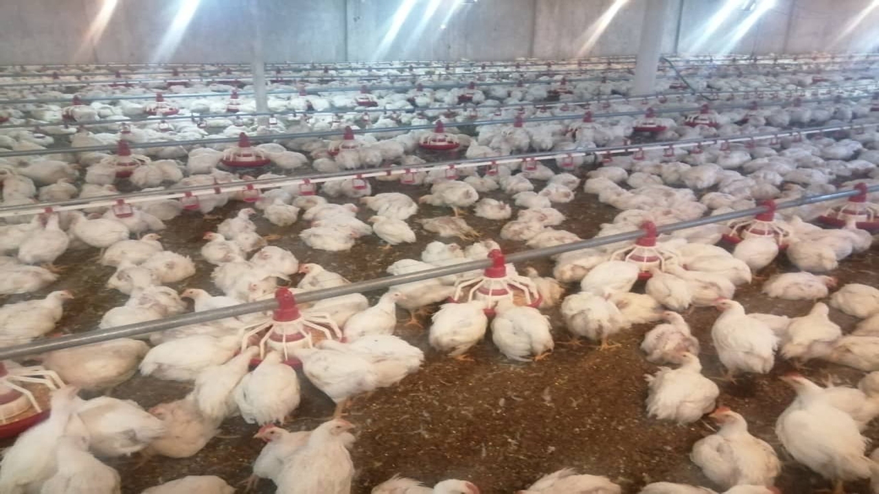 روانه شدن ۵۰ هزار قطعه‌ مرغ زنده‌ سرچهان به کشتارگاه های فارس