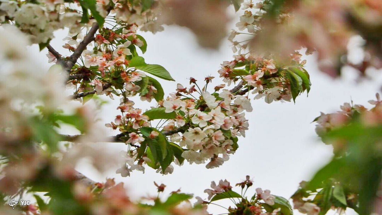 شکوفه باران طبیعت در دهبار