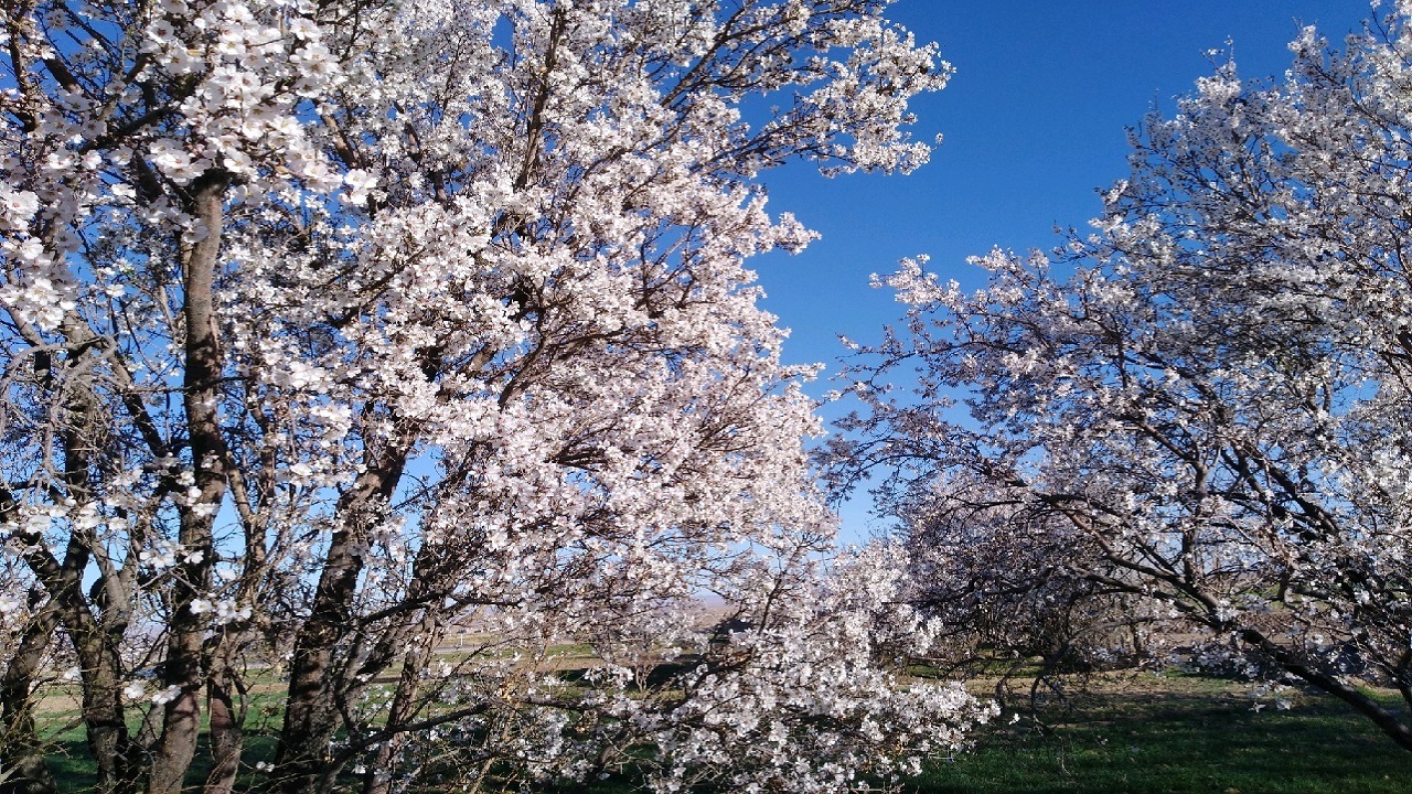 سمفونی شکوفه ها در شهرهای خوسف و ارسک + عکس